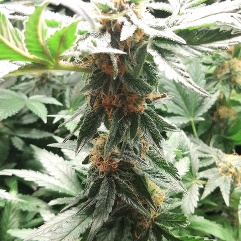 Kilmani growlog timeline photo