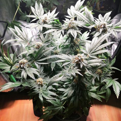 Kilmani growlog timeline photo