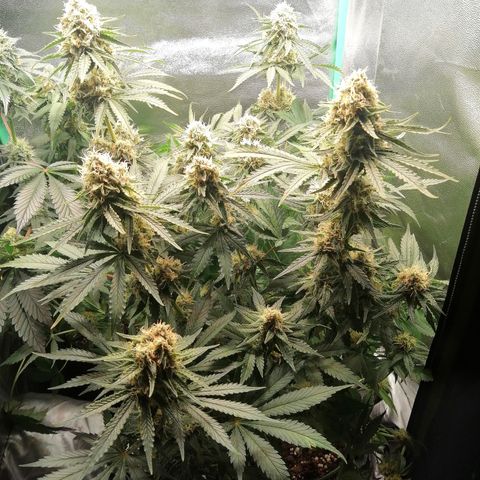 Tiana growlog timeline photo