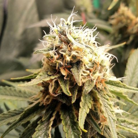 Tiana growlog timeline photo
