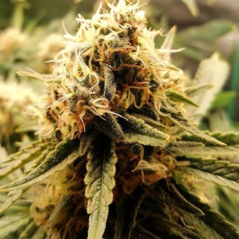 Tiana growlog timeline photo