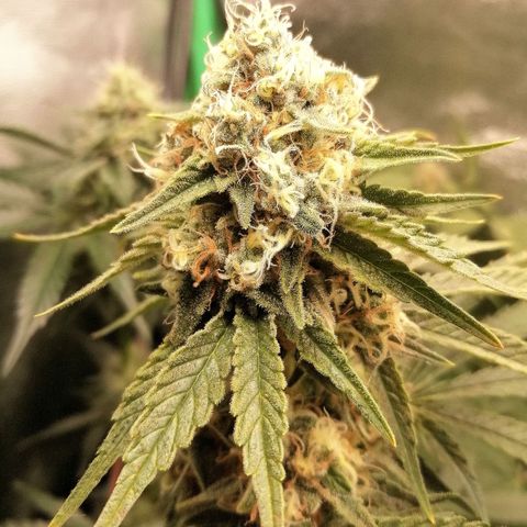 Tiana growlog timeline photo