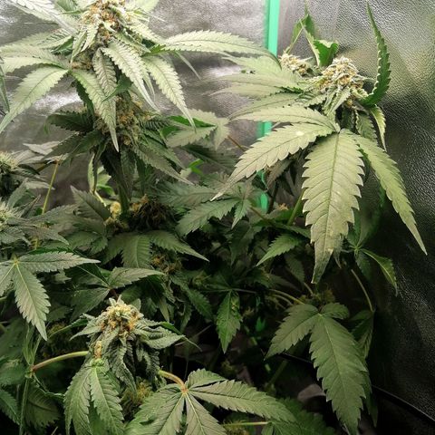 Aisha growlog timeline photo