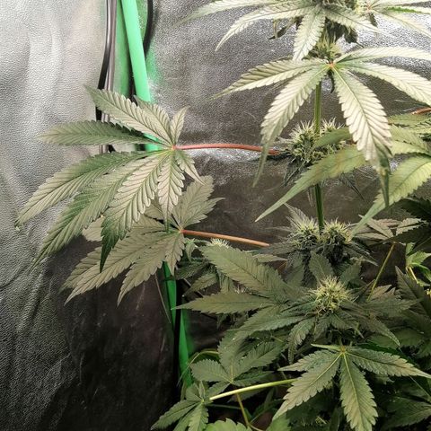 Aisha II growlog timeline photo