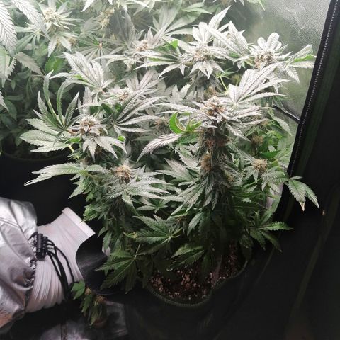 Kilmani growlog timeline photo