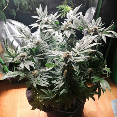 Kilmani growlog timeline photo
