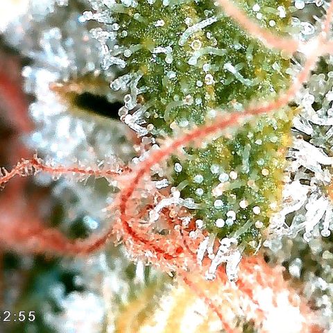 Tiana growlog timeline photo