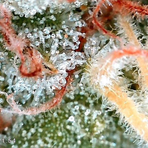 Tiana growlog timeline photo