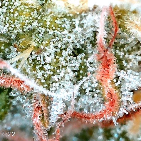 Tiana growlog timeline photo
