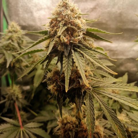 Tiana growlog timeline photo