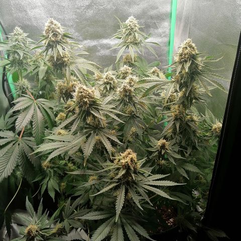 Tiana growlog timeline photo