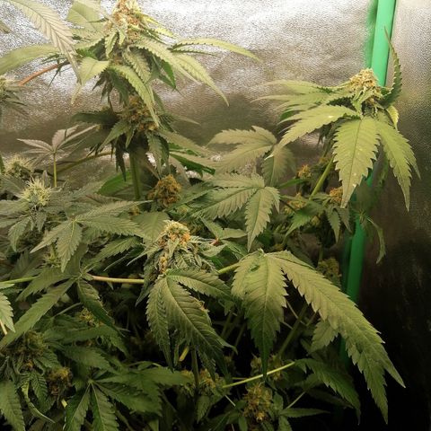 Aisha growlog timeline photo