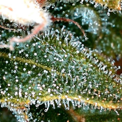 Tiana growlog timeline photo