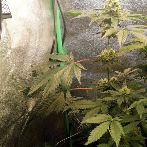 Aisha II growlog timeline photo