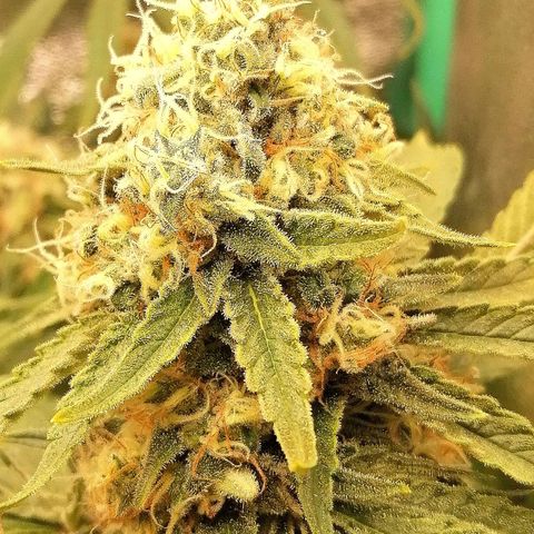 Tiana growlog timeline photo