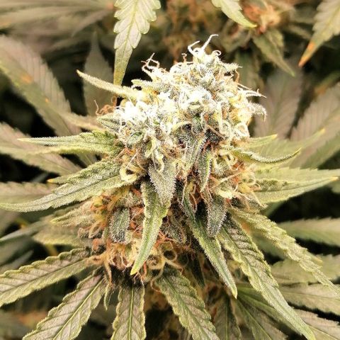 Tiana growlog timeline photo