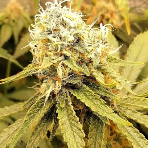 Tiana growlog timeline photo