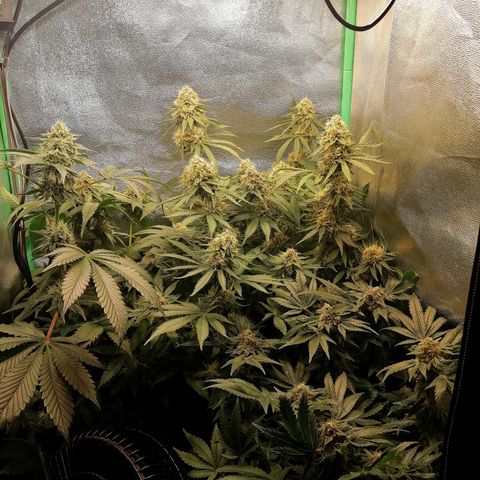 Aisha growlog timeline photo