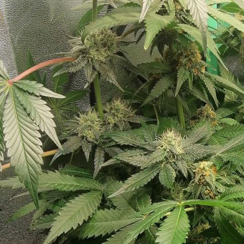 Aisha II growlog timeline photo