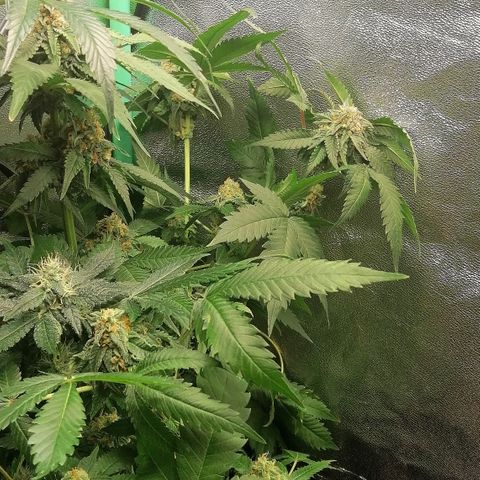 Aisha growlog timeline photo