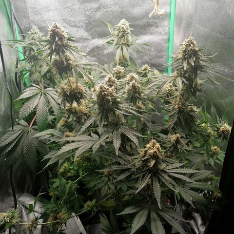 Tiana growlog timeline photo