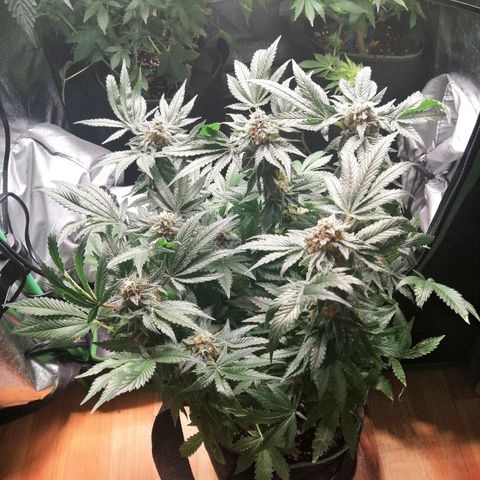 Kilmani growlog timeline photo