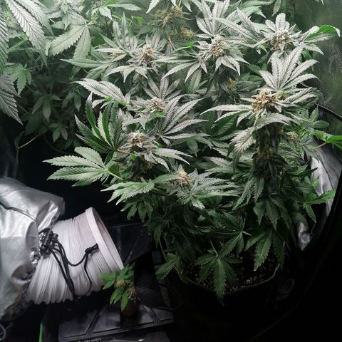 Kilmani growlog timeline photo