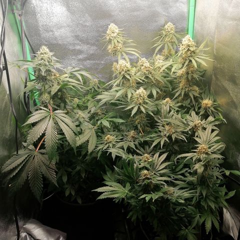 Aisha growlog timeline photo