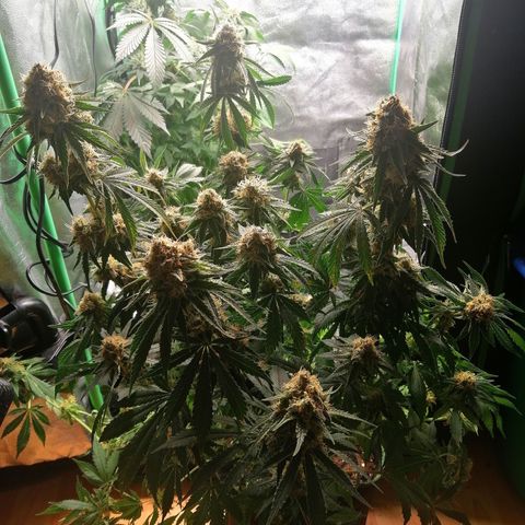 Tiana growlog timeline photo