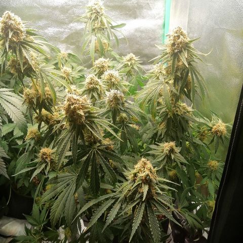 Tiana growlog timeline photo