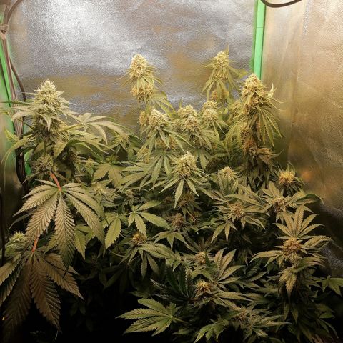 Aisha growlog timeline photo