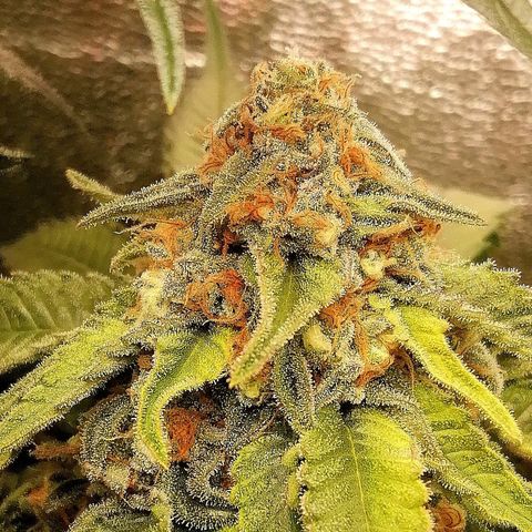 Aisha growlog timeline photo