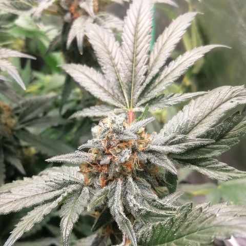 Kilmani growlog timeline photo