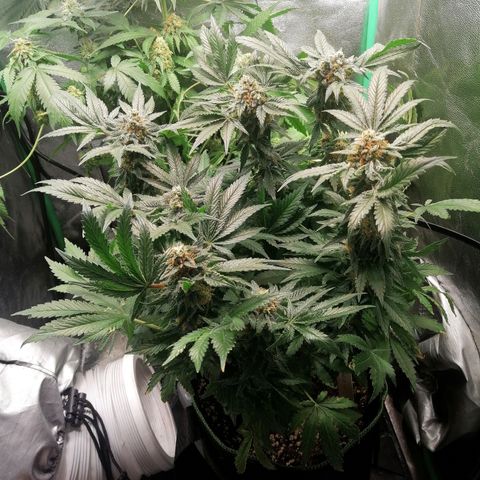 Kilmani growlog timeline photo