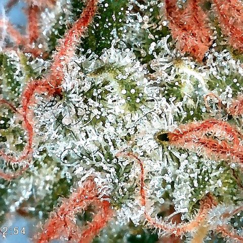 Tiana growlog timeline photo