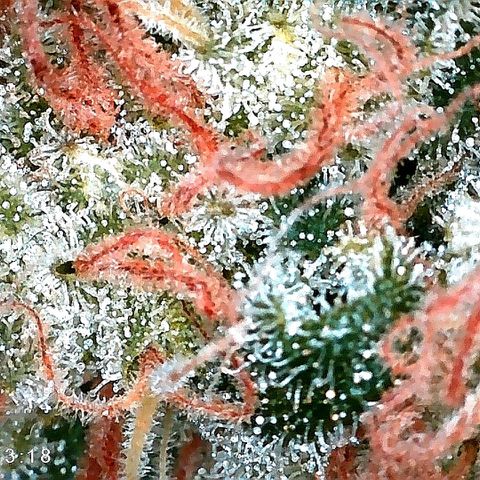 Tiana growlog timeline photo