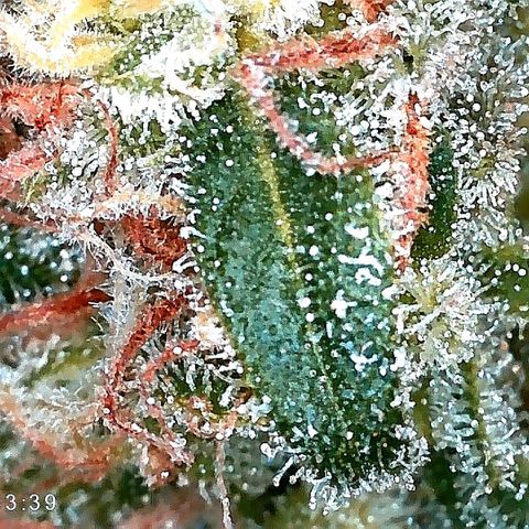 Tiana growlog timeline photo