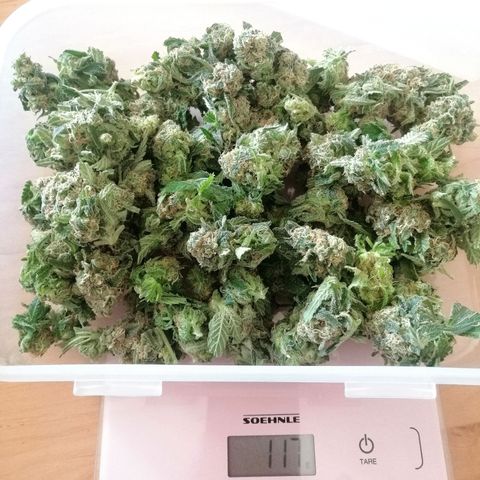 Tiana growlog timeline photo