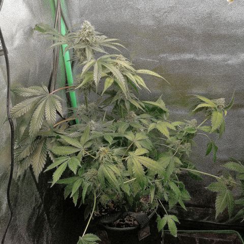 Aisha II growlog timeline photo