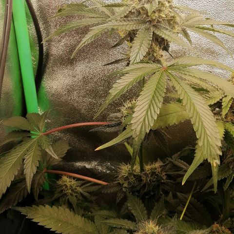 Aisha II growlog timeline photo