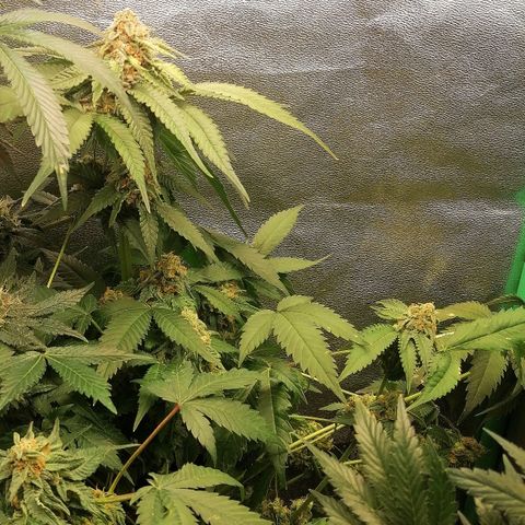 Aisha growlog timeline photo