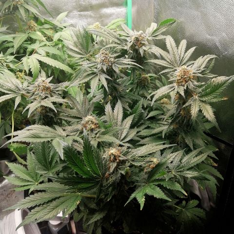 Kilmani growlog timeline photo