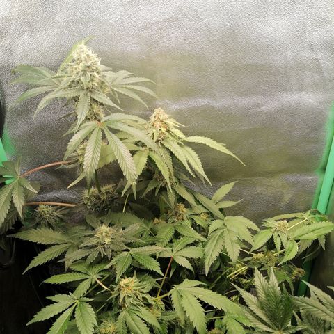 Aisha II growlog timeline photo