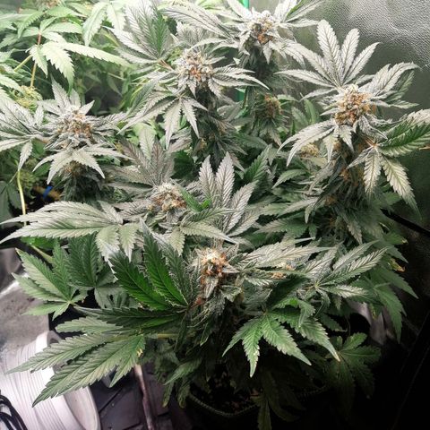 Kilmani growlog timeline photo