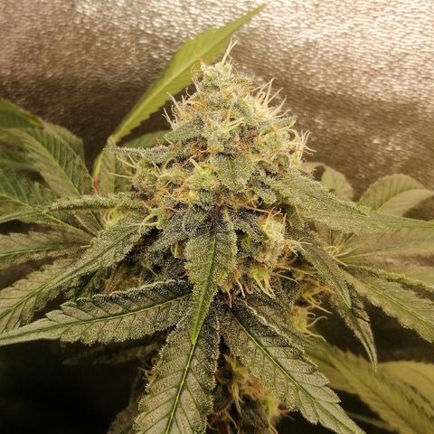 Aisha II growlog timeline photo