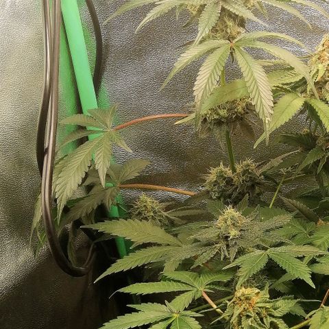 Aisha II growlog timeline photo
