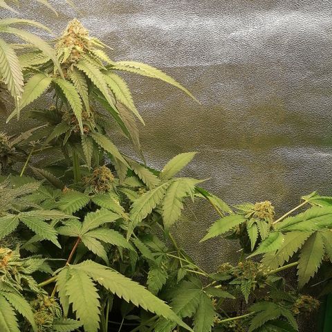 Aisha growlog timeline photo