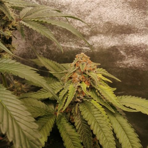 Aisha growlog timeline photo