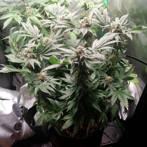 Kilmani growlog timeline photo