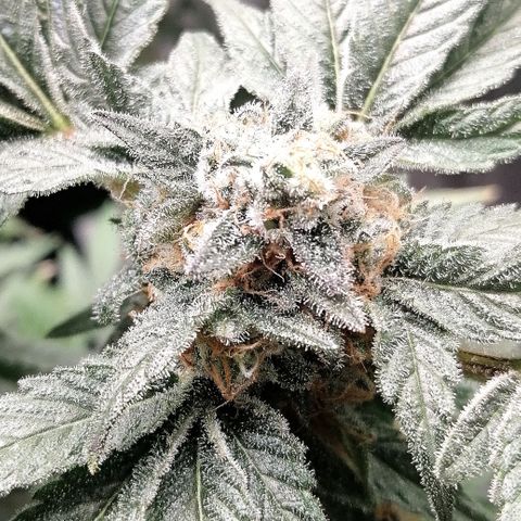 Kilmani growlog timeline photo